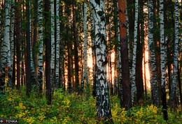 Evening in the woods / ***