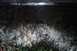 light hallucinations / ***