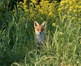 Curious fox / ***