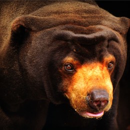 Malay Bear / ***
