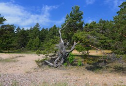 Dried pine tree on a hot day / ***