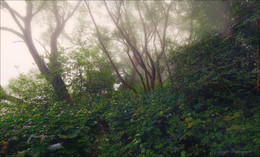 Fog / ***