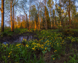 Spring forest. / ***