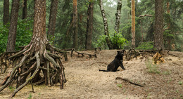 There on unknown tracks / ***