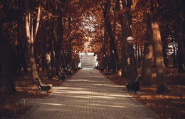 lonely reader in the autumn park / ***