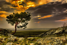 Lonely tree / ***