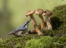 And there is to eat mushrooms / ***