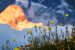 Mountain Poppies in the reflection of the sunset / ***