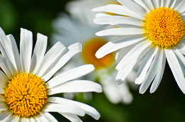 Chamomile mood / ***