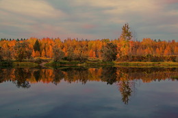 Twilight in the swamp / ***