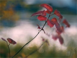 Pictures warm autumn / ***