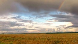 Russian field / ***