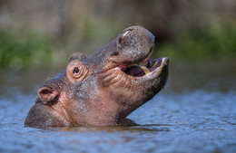 &quot;HAPPENED?&quot; / ***