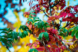 crazy colors in autumn / ***