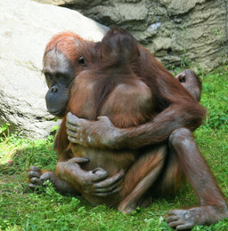 Orangutans can also love ... / ***