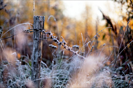 The first frosts / ............