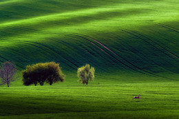Landscape with fleeing roe / ***