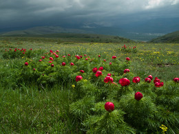 * Mountain peonies. / ***