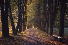 Walk under the lime trees. / ***