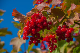 Clusters of viburnum / ***