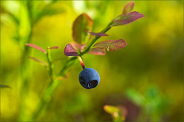 Blueberries / _ _ _