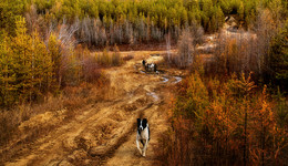 Forest road ... / ***