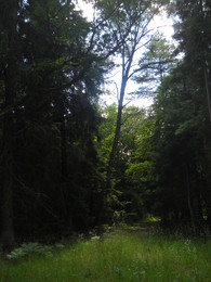 Dense forest / ***