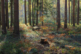 Autumn forest / ***