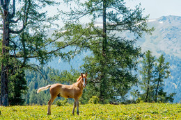 Detya Mountains / ***