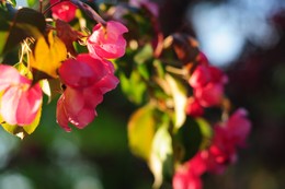 Flowering / ***