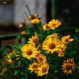Autumn flowers / SONY ILCE-6000 camera lens SEL50 F/2.5 SO 100