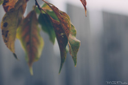 Autumn mood. / ***