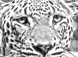 Eyes to eyes / ***