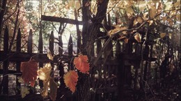 Pattern of autumn / ***