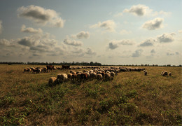 A herd of sheep. / ***