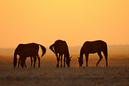 &quot;Evening grazing&quot; / ***