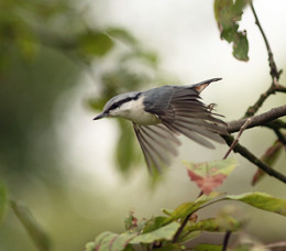 Flight nuthatch / ***