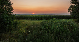 Sunflowers / ***