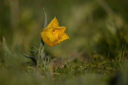 &quot;Morning steppe tulip!&quot; / ***