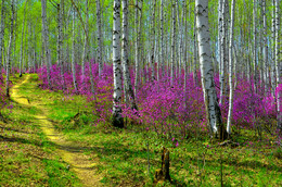 Fire in the spring forest / ***