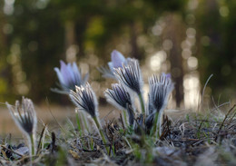 dandelions and can Fluffy) / ***