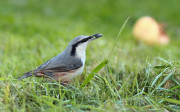 About nuthatch, seeds and fallen apple / ***