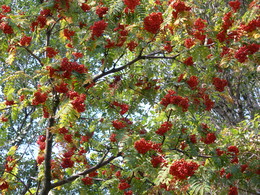 lights fall / ***
