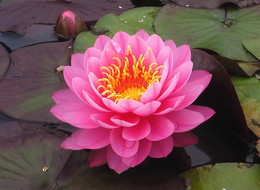 Nymphaeum in all its glory. / ***