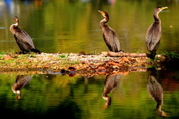 Cormorants on the freshwater lake. / ***
