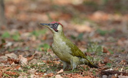 Green Woodpecker. / ***