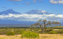 &quot;Baobab&quot; / ***