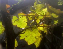 Evening leaves / ***
