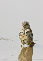 And me any sea in the knee ... / ***