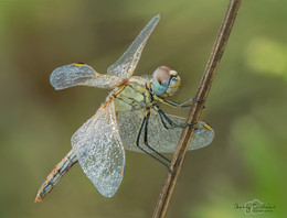 Grasshopper dragonfly / ____